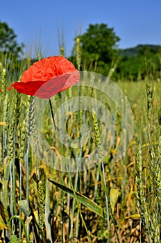 Close up of Red Poppy Flower  and Wheat Fields on the Background at Countryside.