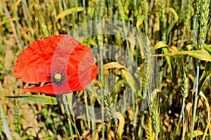 Close up of Red Poppy Flower with Wheat Fields on the Background at Countryside.