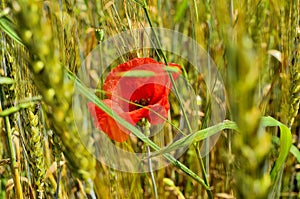 Close up of Red Poppy Flower between Wheat Fields at Countryside.