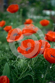 Close up of red poppy flowers in a field