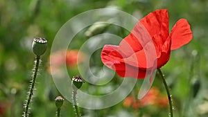 Close up red poppy flowers in green field