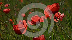 Close up red poppy flowers in green field