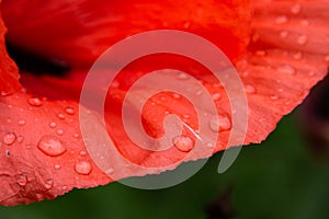 Close up of red poppy petal with water drops, selective focus