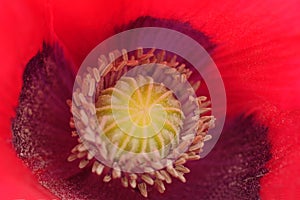 Close up of a red poppy seed pod.