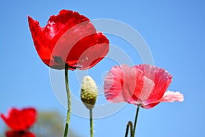 Close up red poppy shirley flower and blue sky background.