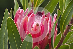 Close-up of a red protea flower