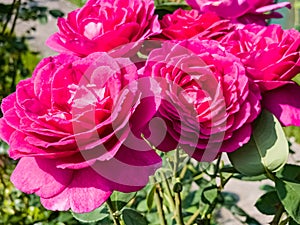 Close-up of red purple roses against a background of green leaves. Fresh delicate petals on flowers