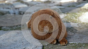 A close-up of a red rabbit lying on the rocks on the form. Rabbit farm.