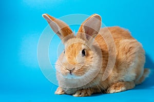 close-up of a red rabbit on a pastel blue background . The Easter Bunny