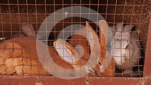 Close-up of red rabbits in a cage, children feed them bread.