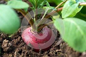 Close-up of a red radish growing in a greenhouse.