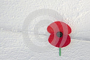 Close up of a red rememberance poppy on white wall background, symbol in the United Kingdom, Canada, Australia and New Zealand