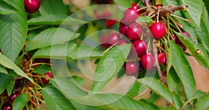 Close up of red ripe berries. Sweet cherries hang on tree. The branch sways in the light wind. Shooting close-up, macro