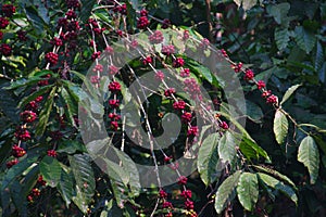 Close up of red ripe coffee on plant, Kwanza Sul