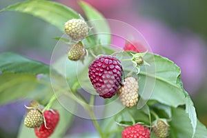 Close up of red, ripe and sweet raspberry branch