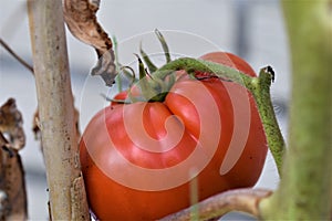 Close-up of a red ripe tomato on a dried stem