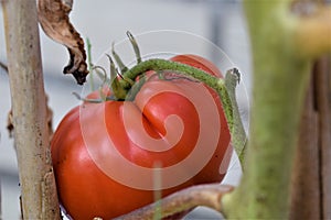 Close-up of a red ripe tomato on a dried stem