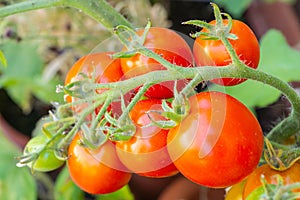 Close-up of red ripe tomatoes fruits on the branch