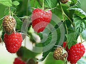 close up of red ripe and unripe raspberries on a raspberry bush in garden