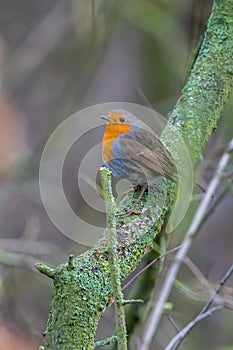 Close up of red robin bird  Erithacus rubecula in winter time