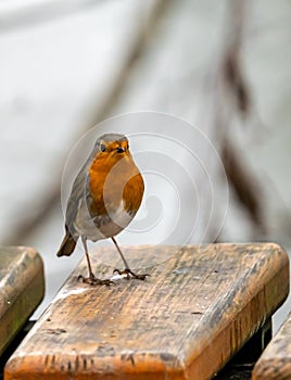 Close up of red robin bird  Erithacus rubecula in winter time