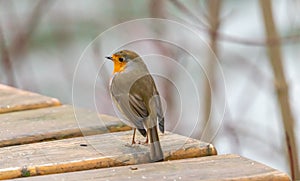 Close up of red robin bird  Erithacus rubecula in winter time