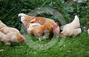 Close-up of red rooster and chickens on traditional free range poultry farm. Organic farming.