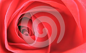 Close-up of red rose