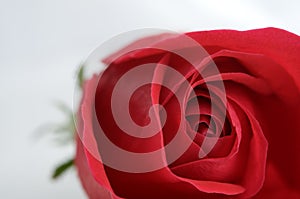 Close-up of red rose