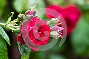 Close up of red rose