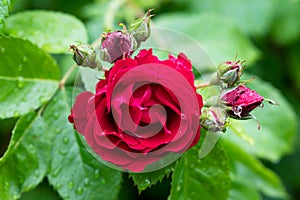 Close up of red rose