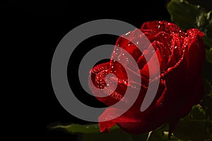 Close up of a red rose, black background