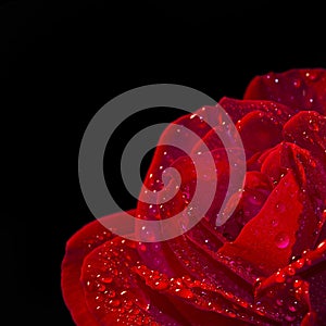 Close up of a red rose, black background