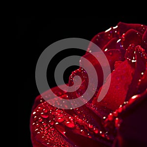 Close up of a red rose, black background