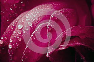 Close up of a red rose, black background