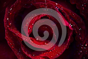 Close up of a red rose, black background