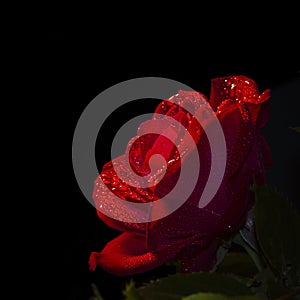 Close up of a red rose, black background