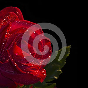 Close up of a red rose, black background