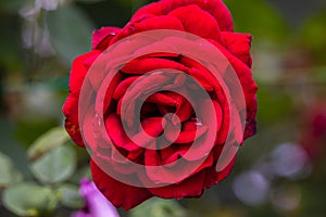 Close-up of red rose blossom. A red flower head in a garden in the Cameron highlands, Malaysia. Detailed image of the flower of