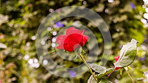 Close-up of red rose blossom. A red flower head in a garden in the Cameron highlands, Malaysia. Detailed image of the flower of