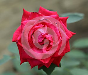 Close up of red rose.