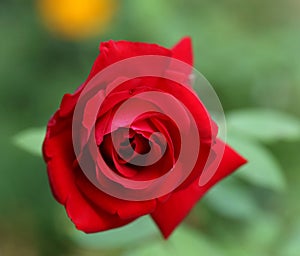 Close up of red rose.