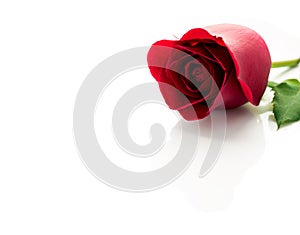 Close up red rose flower