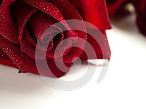 Close up red rose flower