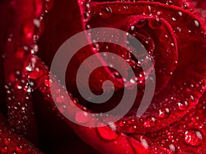 Close up red rose flower