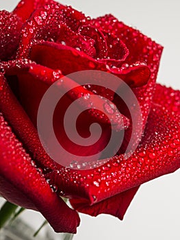 Close up red rose flower