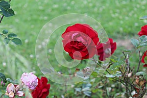 Close up of red rose flower