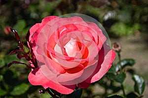 Close-up of a red rose flower on the blured green background. symbol of love