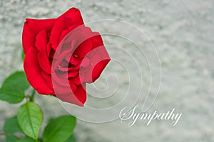 Close up of a red rose flower with a gray stone wall behind with text sympathy