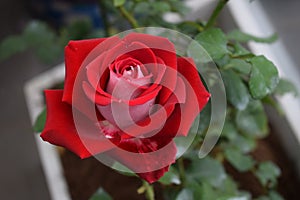 Close up red rose flower in the pot at little home garden